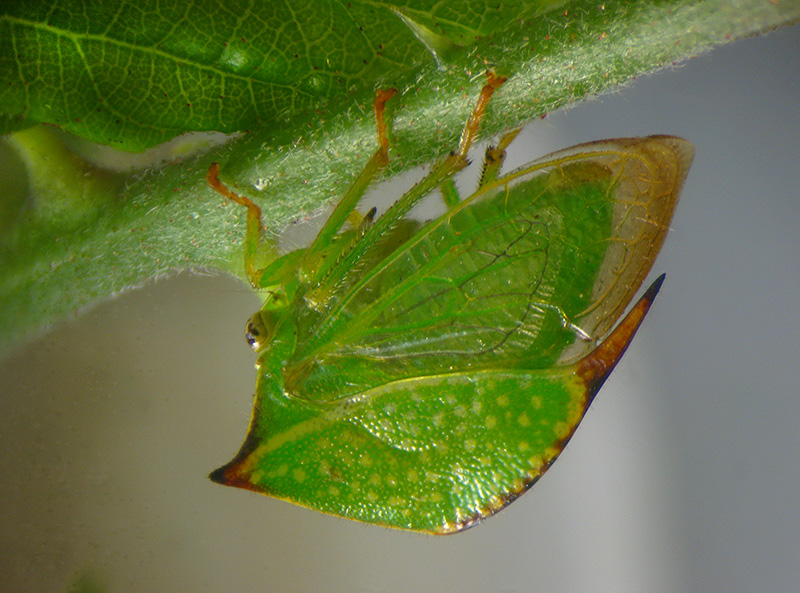 Ceresa bubalus (Stictocephala bisonia)